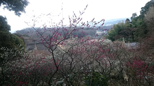 百草園2016